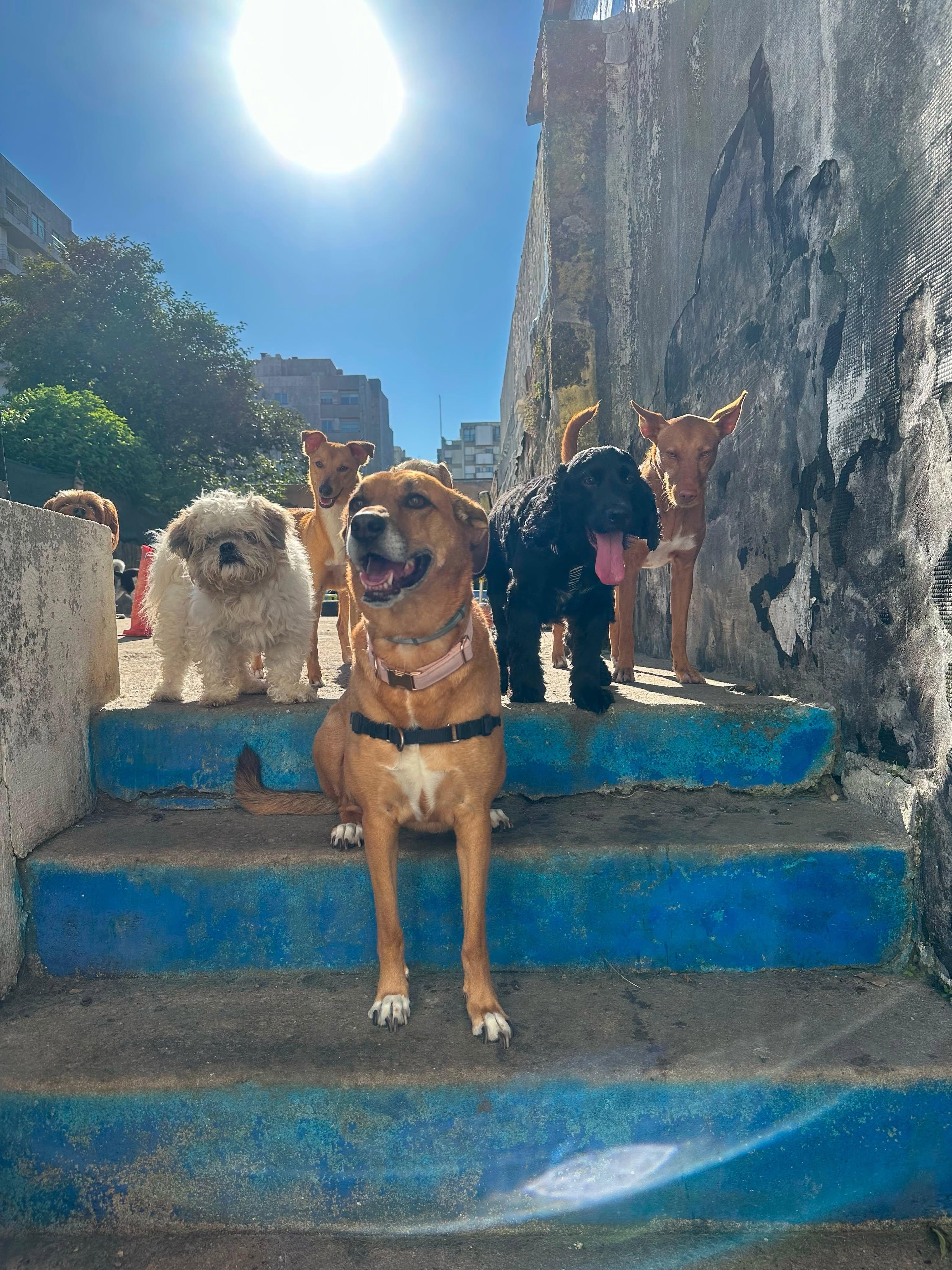 Grupo de cães nas escadas do espaço exterior, num dia de sol.