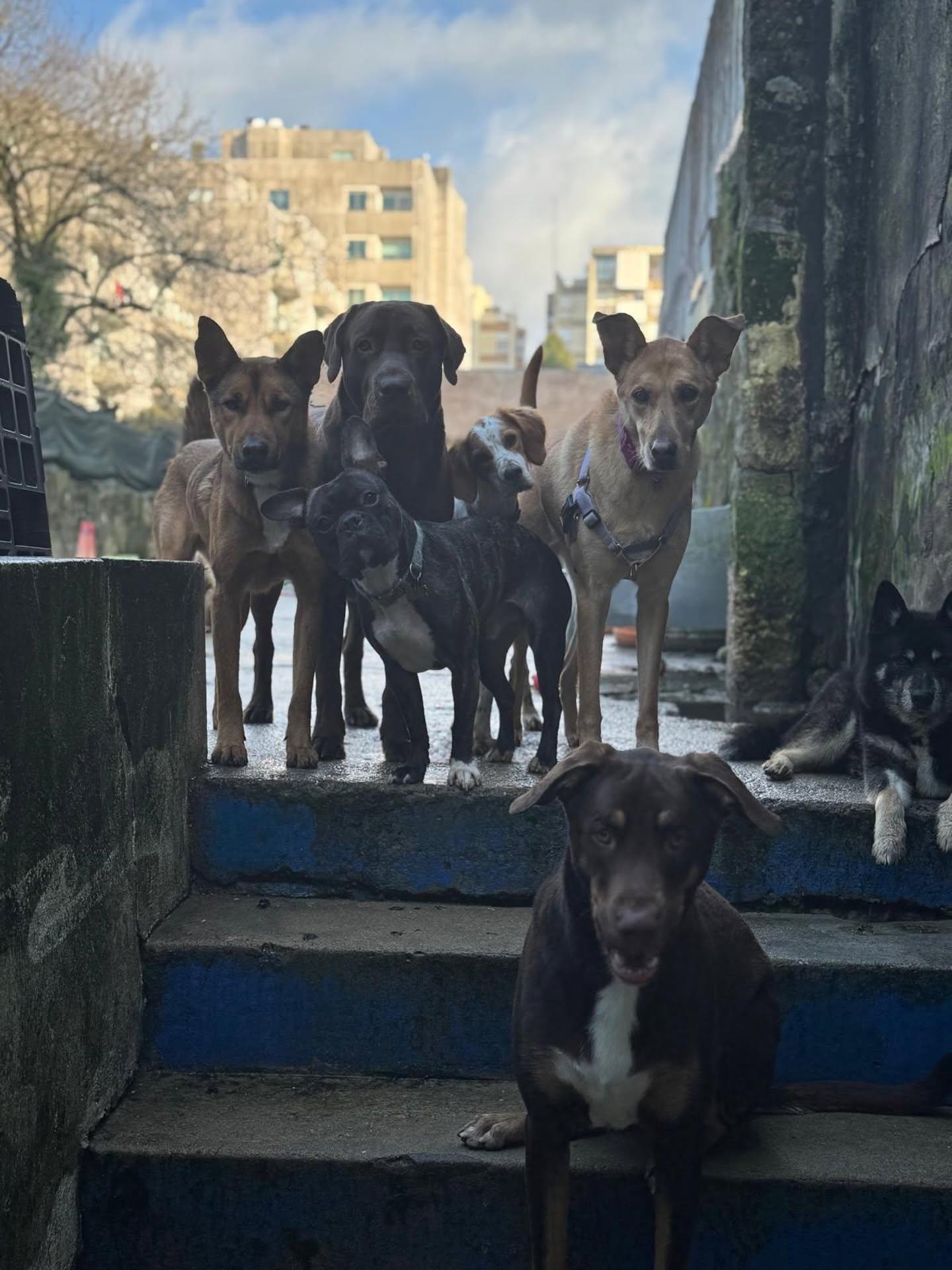 Cães de vários tamanhos reunidos nas escadas do espaço exterior.