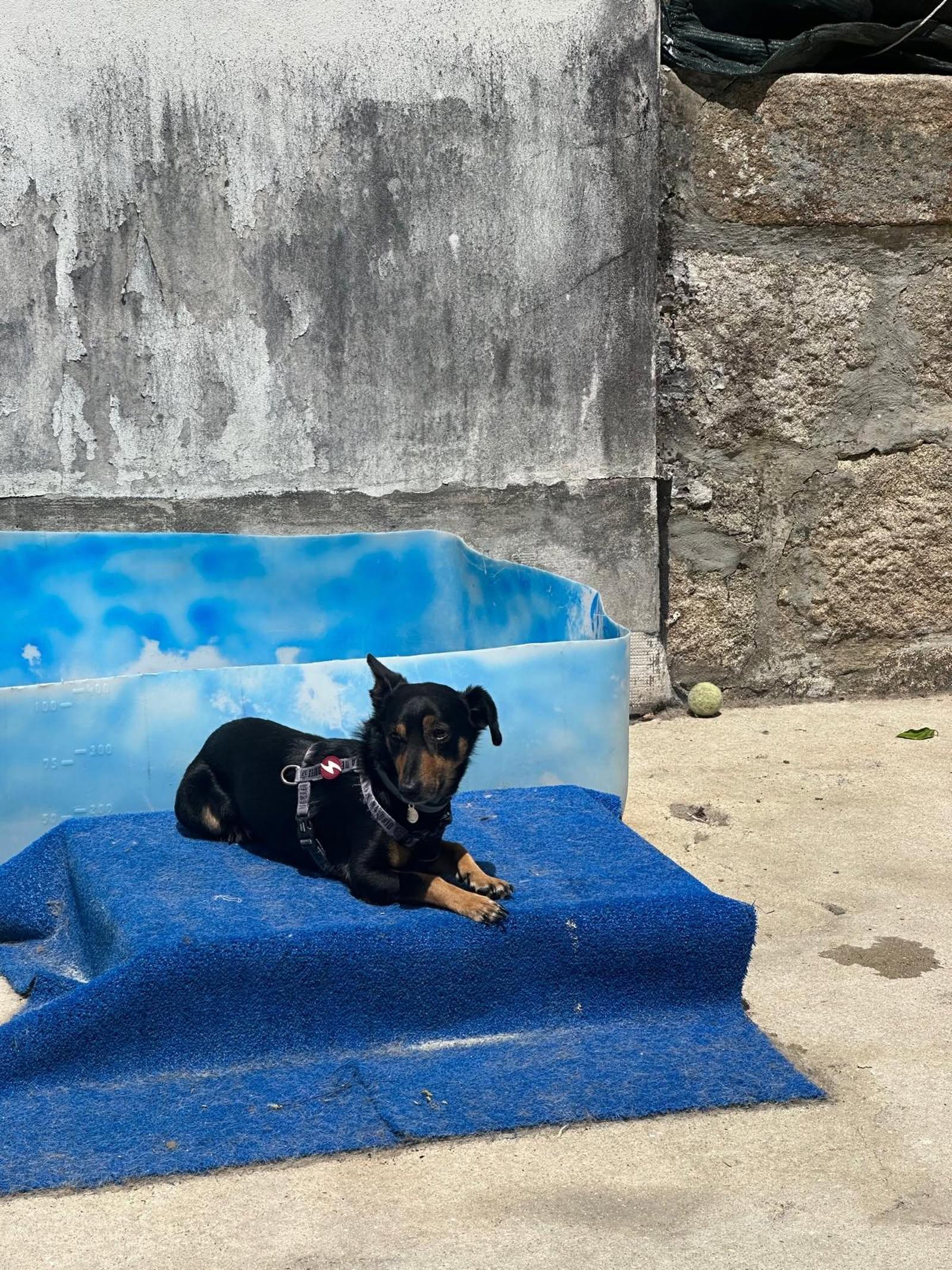 Cão preto e castanho a descansar sobre uma plataforma azul no exterior.